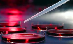 etra et arcu tellus.