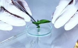 Science experiment with plant